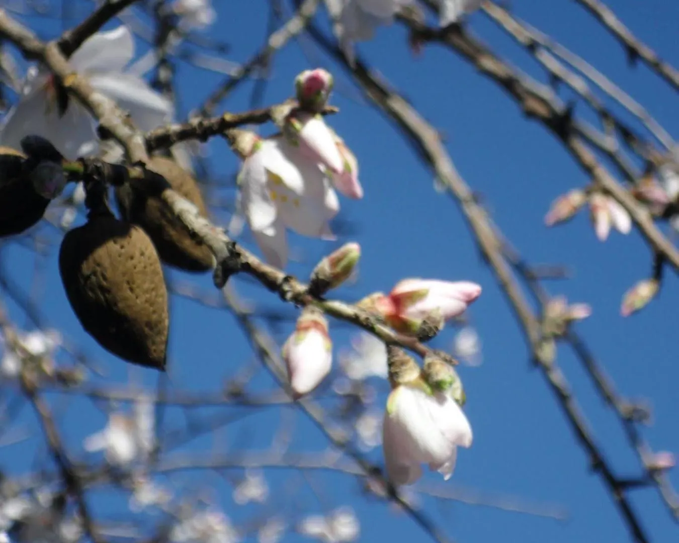 Finca Son Olive Selva  Country house